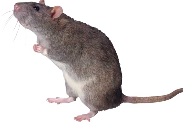 Rat Pest Services