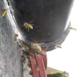 wasp nest extermination