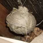 wasp nest treatment