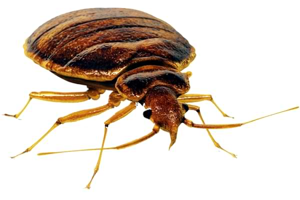 Bed Bug Services