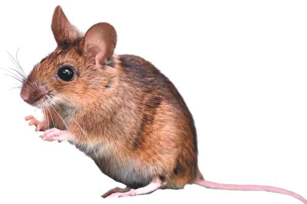 Mice Pest Services