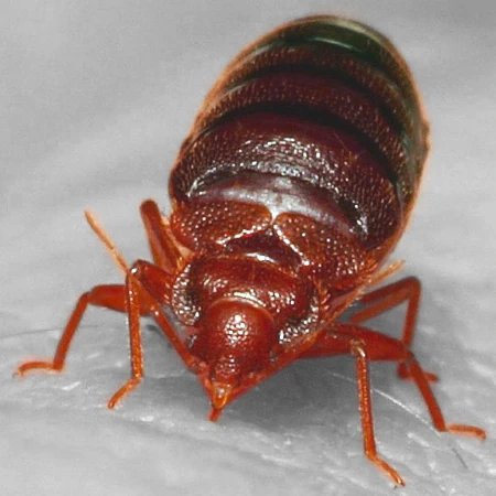 Bed bug treatment of Cimex lectularius