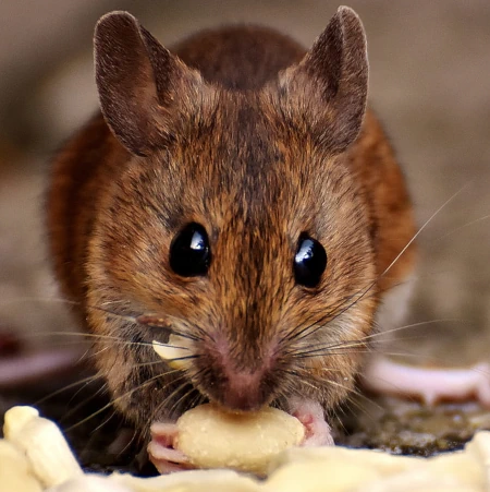 Mice control of House Mouse