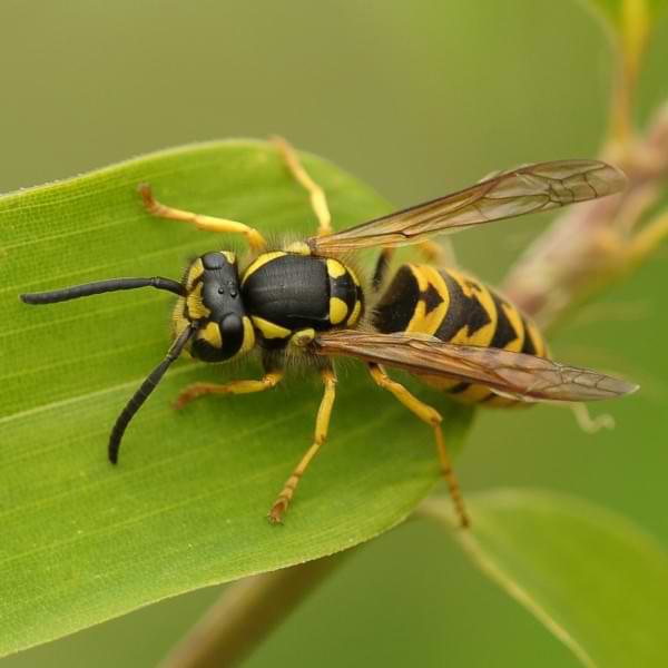 wasp nest removal